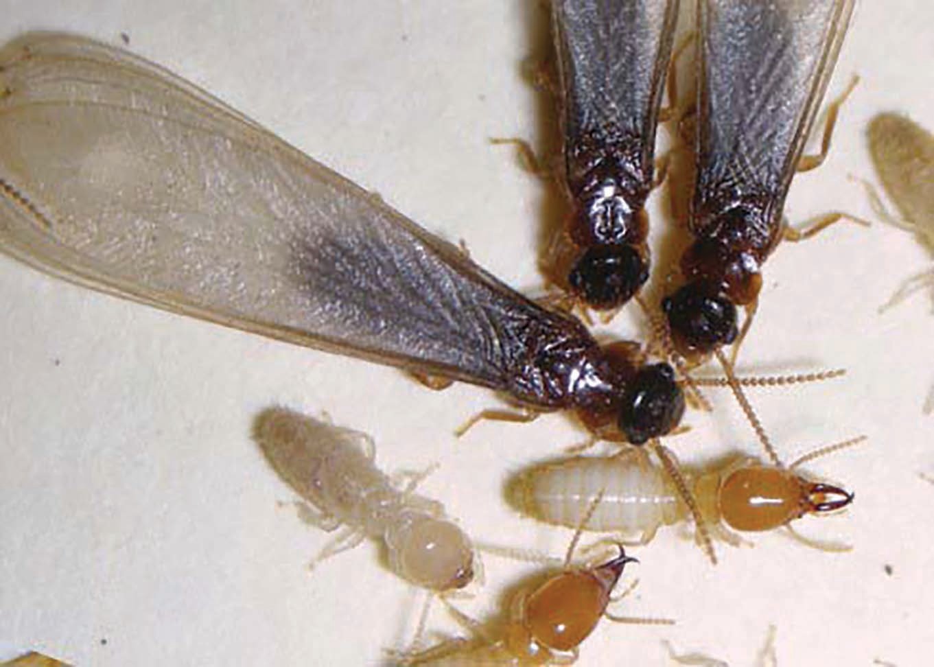 Close-up view of an Asian Subterranean termite.